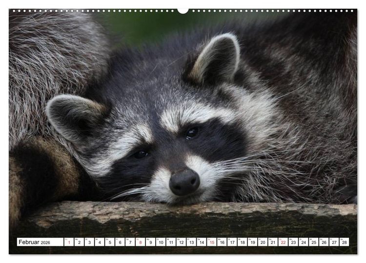 Produktbild: Heimische Tiere (hochwertiger Premium Wandkalender 2026 DIN A2 quer), Kunstdruck in Hochglanz