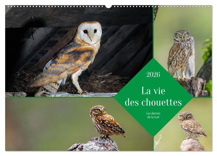 Produktbild: La vie des chouettes, les dames de la nuit (Calendrier mural 2026 DIN A2 vertical), CALVENDO calendrier mensuel
