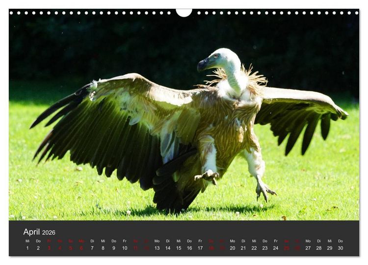 Produktbild: Faszination der Greifv&ouml;gel und Geier (Wandkalender 2026 DIN A3 quer), CALVENDO Monatskalender