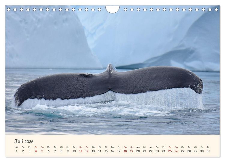 Produktbild: Gr&ouml;nland Faszinierend atemberaubend grandios (Wandkalender 2026 DIN A4 quer), CALVENDO Monatskalender
