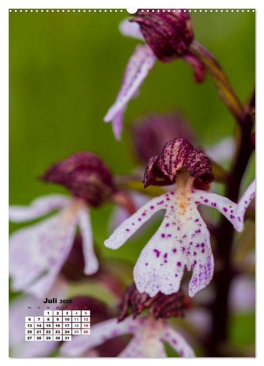 Produktbild: Zauber der Natur - Heimische Orchideen und Wiesenblumen (Wandkalender 2026 DIN A2 hoch), CALVENDO Monatskalender
