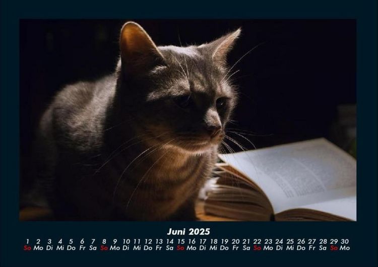 Produktbild: F&uuml;r Katzenfreunde 2025 Fotokalender DIN A4
