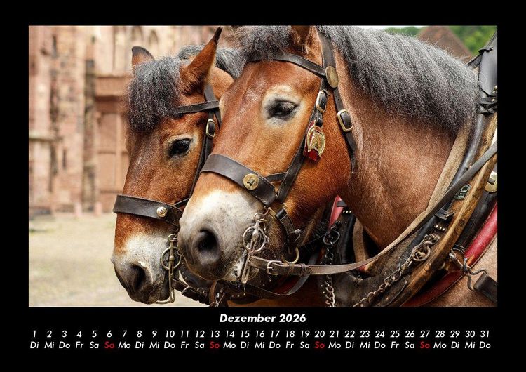 Produktbild: Pferdetraum 2026 Fotokalender DIN A3