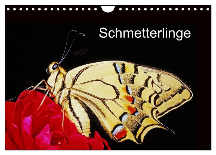 Produktbild: Schmetterlinge (Wandkalender 2026 DIN A4 quer), CALVENDO Monatskalender