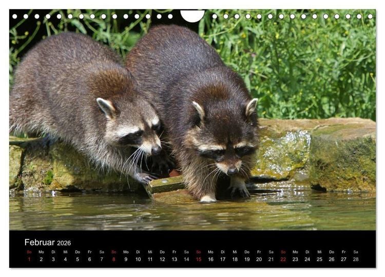 Produktbild: Waschb&auml;ren (Wandkalender 2026 DIN A4 quer), CALVENDO Monatskalender