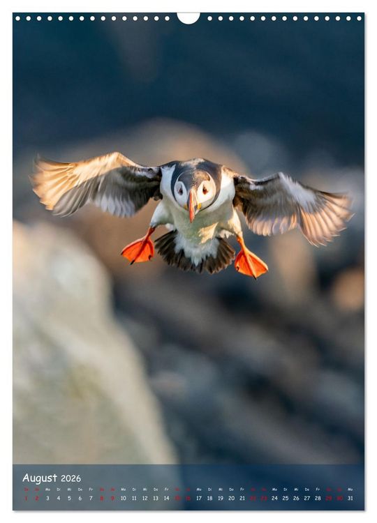 Produktbild: Naturerlebnis Puffin (Wandkalender 2026 DIN A3 hoch), CALVENDO Monatskalender