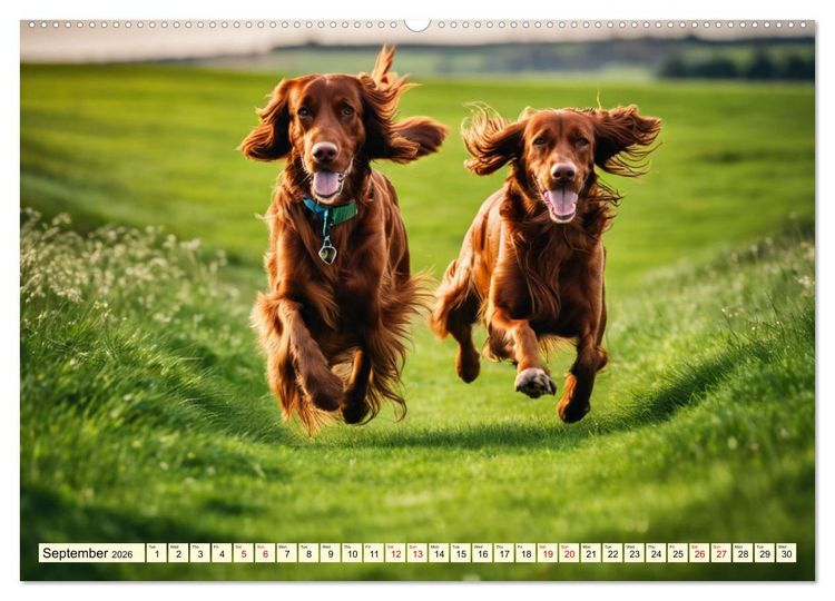 Produktbild: Irish Setter - pure grace (High Quality Premium Wall Calendar 2026 DIN A2 landscape),CALVENDO 12 Month Wall Calendar