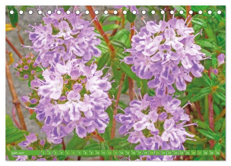 Produktbild: Fleurs du jardin aromatique (Calendrier de bureau 2027 DIN A5 vertical), CALVENDO calendrier mensuel