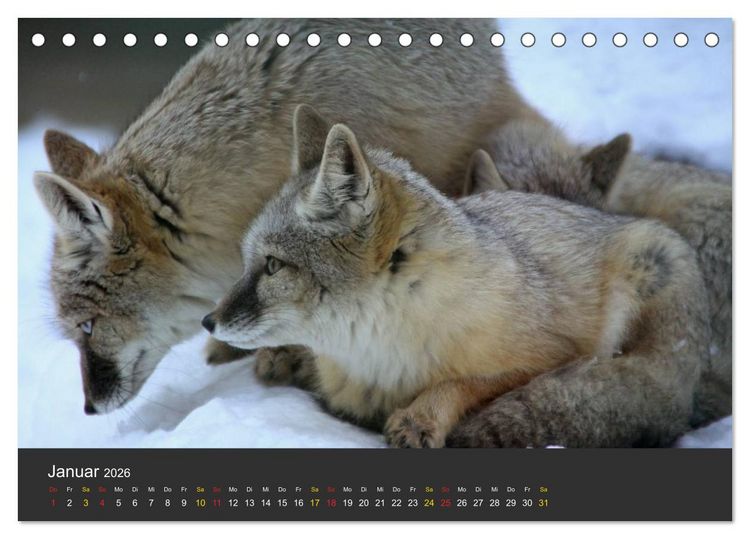 Produktbild: Tierpark-Gera (Tischkalender 2026 DIN A5 quer), CALVENDO Monatskalender