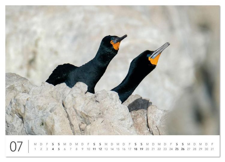 Produktbild: S&uuml;dafrika Garden Route (hochwertiger Premium Wandkalender 2026 DIN A2 quer), Kunstdruck in Hochglanz