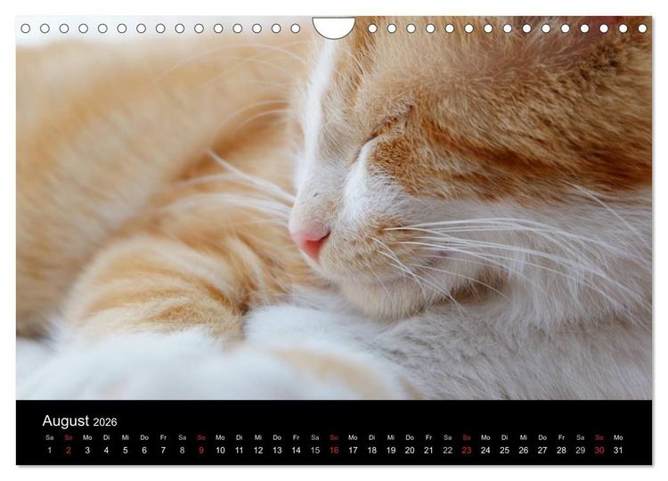 Produktbild: Haustiger - Ein Katzenkalender (Wandkalender 2026 DIN A4 quer), CALVENDO Monatskalender