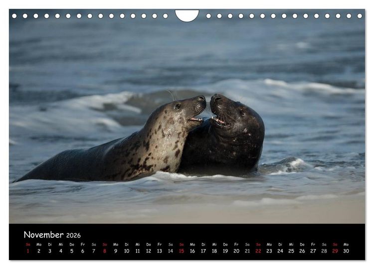 Produktbild: Robben auf Helgoland 2026 (Wandkalender 2026 DIN A4 quer), CALVENDO Monatskalender