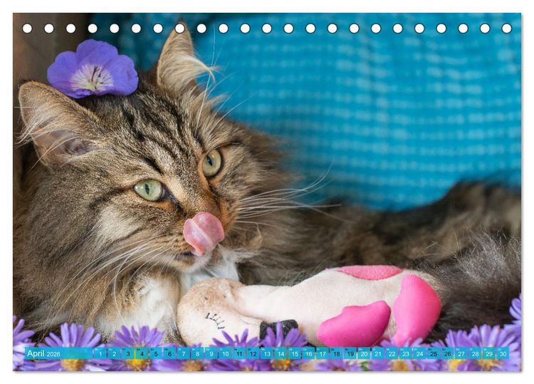Produktbild: Maui und Molokai - Sibirische Katzenschwestern (Tischkalender 2026 DIN A5 quer), CALVENDO Monatskalender