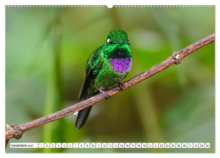 Produktbild: Colibris - pierres pr&eacute;cieuses volantes (Calendrier mural haut de gamme 2027 DIN A2 vertical), CALVENDO calendrier mensuel