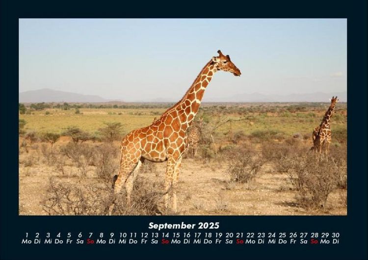 Produktbild: Giraffen 2025 Fotokalender DIN A4