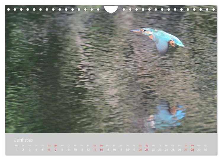 Produktbild: Der Eisvogel, ein Juwel der Natur (Wandkalender 2026 DIN A4 quer), CALVENDO Monatskalender