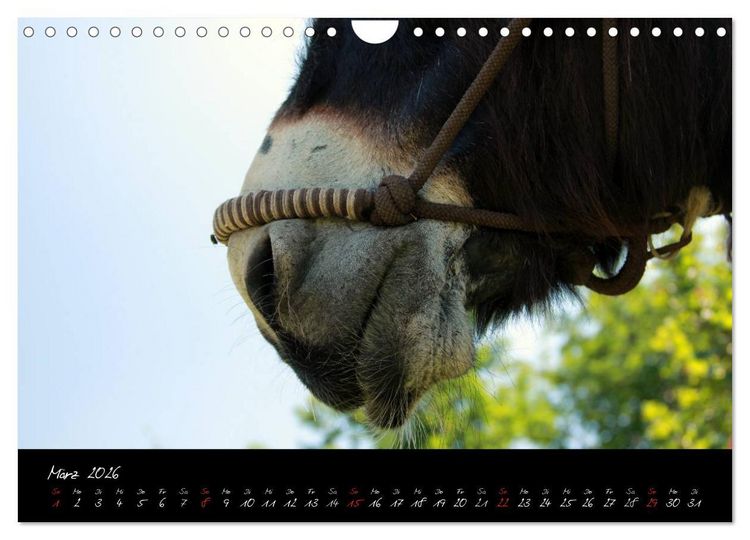 Produktbild: Esel - liebenswerte Langohren (Wandkalender 2026 DIN A4 quer), CALVENDO Monatskalender