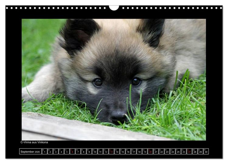 Produktbild: Islandhund - Welpen / CH-Version (Wandkalender 2026 DIN A3 quer), CALVENDO Monatskalender