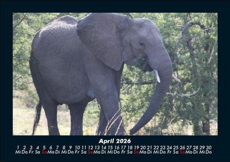 Produktbild: Elefanten - Die sanften Riesen Afrikas 2026 Fotokalender DIN A5
