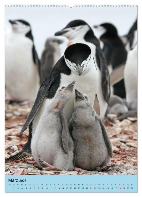 Produktbild: Antarktis - Das Gebiet der Pinguine (Wandkalender 2026 DIN A2 hoch), CALVENDO Monatskalender