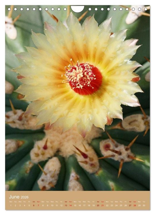 Produktbild: Succulents and Cacti - Strong Thorns, Delicate Blooms (Wall Calendar 2026 DIN A4 portrait), CALVENDO 12 Month Wall Calendar