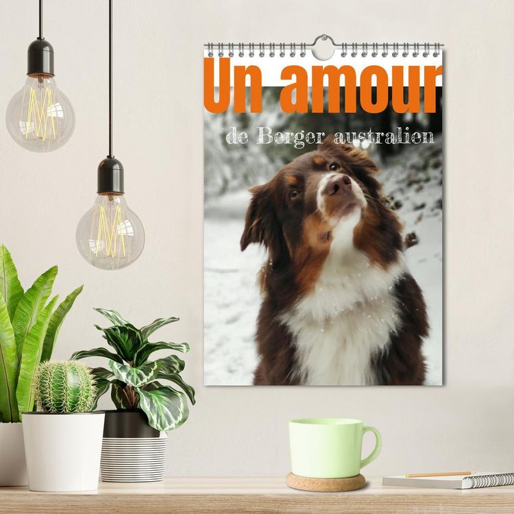 Produktbild: Un amour de berger australien (Calendrier mural 2026 DIN A4 horizontal), CALVENDO calendrier mensuel