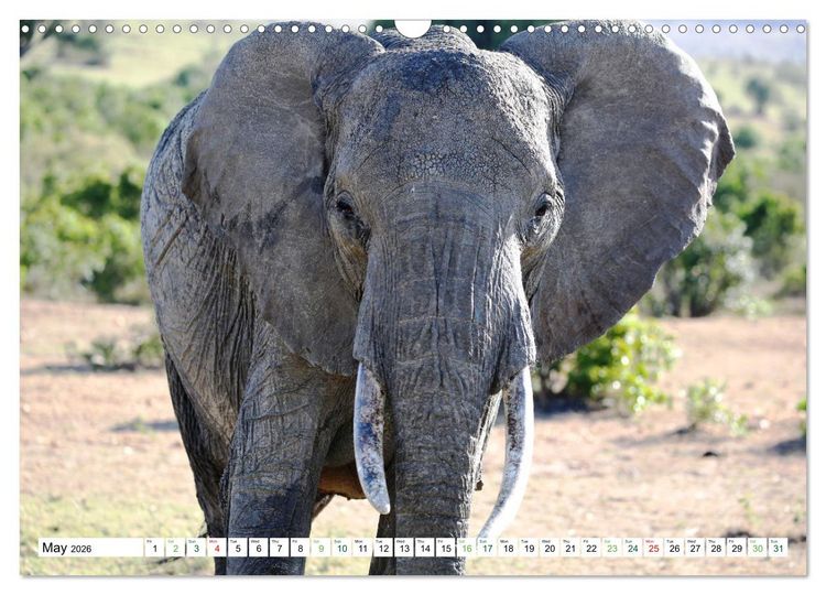 Produktbild: Big10 Of Masai Mara Kenya Africa (Wall Calendar 2026 DIN A3 landscape), CALVENDO 12 Month Wall Calendar