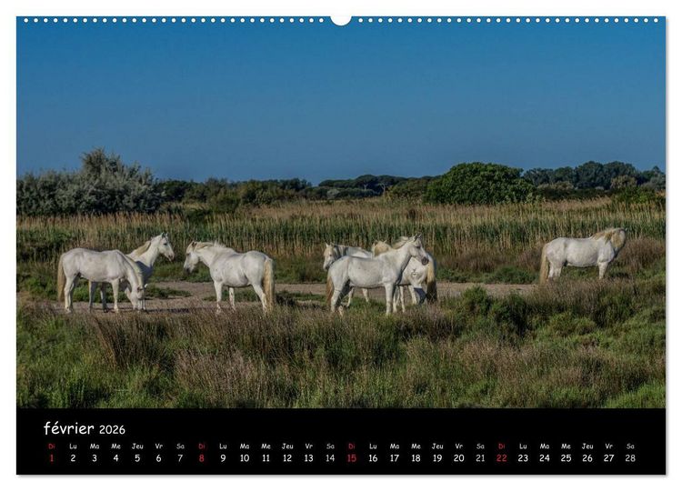 Produktbild: Cheval camarguais (Calendrier mural 2026 DIN A2 vertical) calendrier de bureau