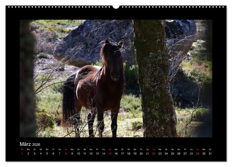 Produktbild: Garranos - Bedrohte Wildpferde Europas (Wandkalender 2026 DIN A2 quer), CALVENDO Monatskalender
