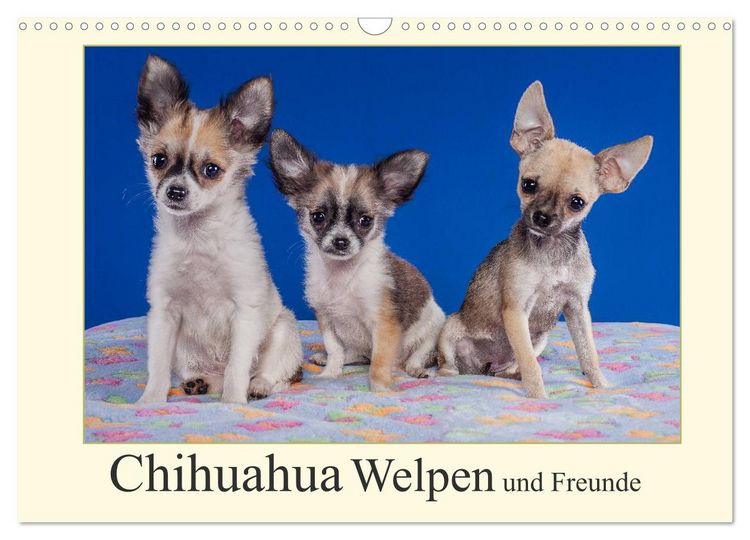 Produktbild: Chihuahua Welpen und Freunde (Wandkalender 2026 DIN A3 quer), CALVENDO Monatskalender