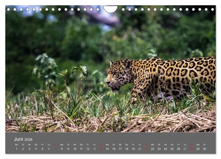 Produktbild: Brasilien 2026 abseits von Rio (Wandkalender 2026 DIN A4 quer), CALVENDO Monatskalender