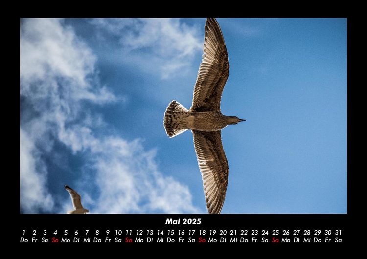 Produktbild: Welt der V&ouml;gel 2025 Fotokalender DIN A3