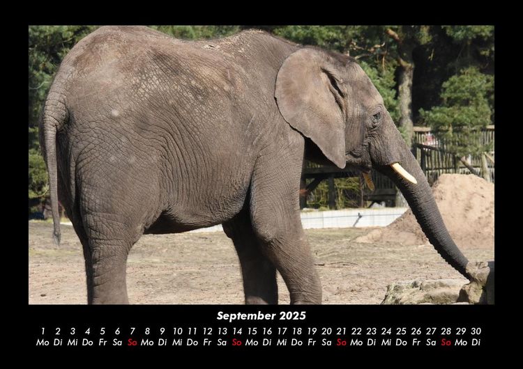 Produktbild: Elefanten 2025 Fotokalender DIN A3