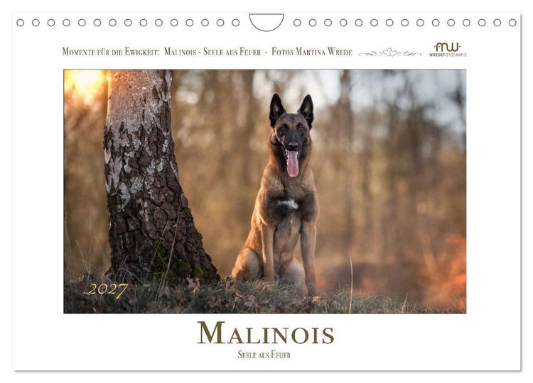 Produktbild: Malinois - Seelen aus Feuer (Wandkalender 2027 DIN A4 quer), CALVENDO Monatskalender