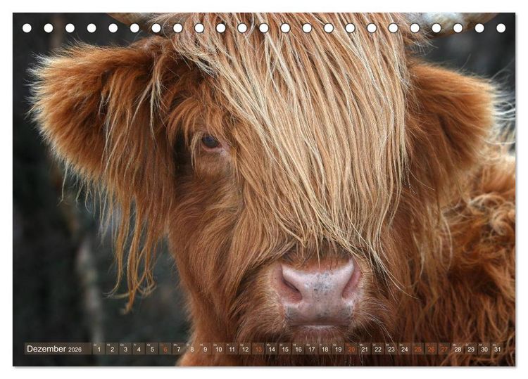 Produktbild: Schottische Hochlandrinder - Highland Cattle im Portrait (Tischkalender 2026 DIN A5 quer), CALVENDO Monatskalender