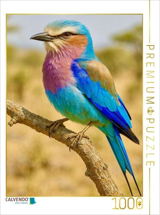 Produktbild: CALVENDO Puzzle Die Gabelracke (Coracias caudatus) | 1000 Teile Lege-Gr&ouml;&szlig;e 64x48cm Foto-Puzzle f&uuml;r gl&uuml;ckliche Stunden