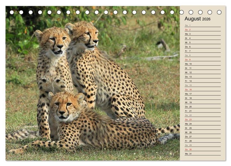 Produktbild: Geparden - Ein Leben in Afrika (Tischkalender 2026 DIN A5 quer), CALVENDO Monatskalender