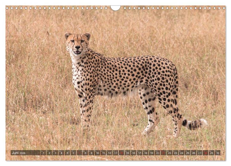 Produktbild: Geparde - J&auml;ger der Savanne (Wandkalender 2026 DIN A3 quer), CALVENDO Monatskalender