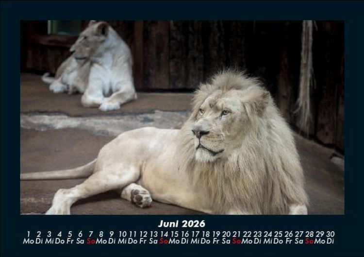 Produktbild: L&ouml;wen in der Wildnis 2026 Fotokalender DIN A5
