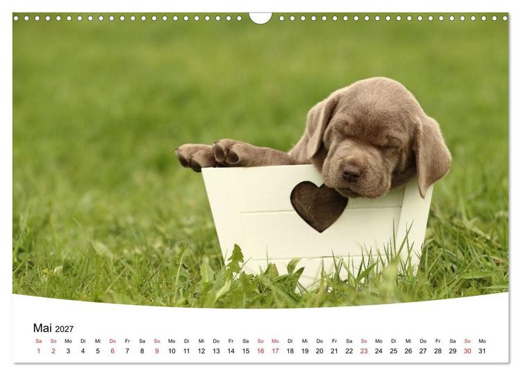 Produktbild: Labrador Welpen - Labrador Puppies (Wandkalender 2027 DIN A3 quer), CALVENDO Monatskalender