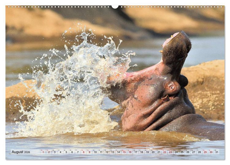 Produktbild: Faszination Afrika: Flusspferde (Wandkalender 2026 DIN A2 quer), CALVENDO Monatskalender