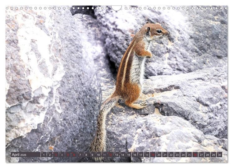 Produktbild: FUERTEVENTURA - Inselblick (Wandkalender 2026 DIN A3 quer), CALVENDO Monatskalender
