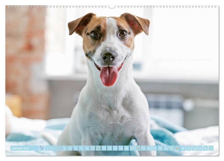 Produktbild: Jack Russell Terrier: flink und verspielt (Wandkalender 2026 DIN A2 quer), CALVENDO Monatskalender