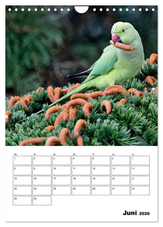 Produktbild: Bezaubernde V&ouml;gel im heimischen Garten (Wandkalender 2026 DIN A4 hoch), CALVENDO Monatskalender
