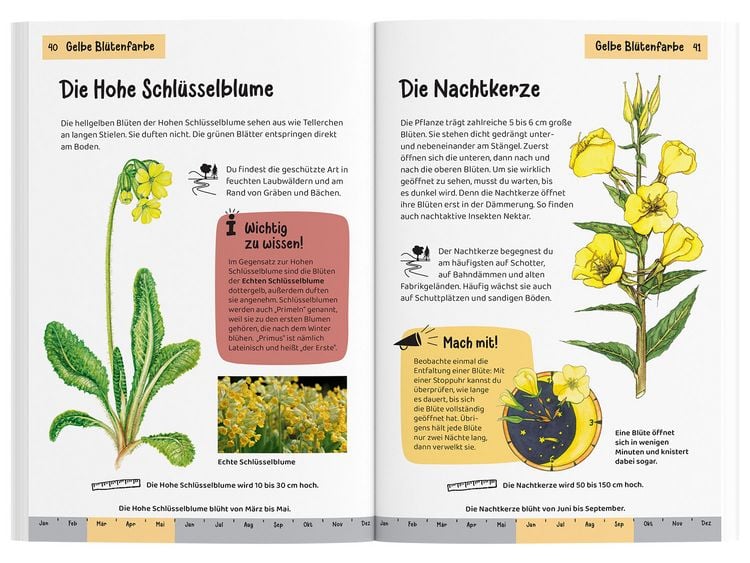 Produktbild: Was bl&uuml;ht denn da? Kindernaturf&uuml;hrer