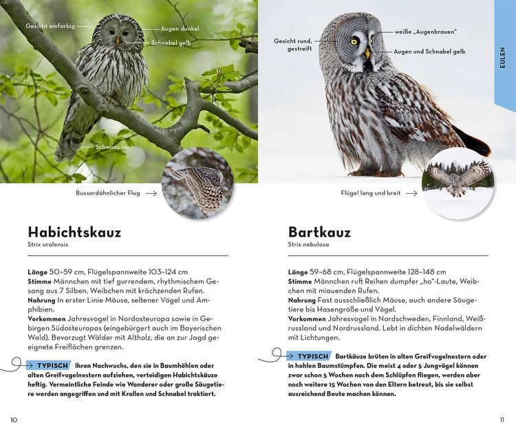 Produktbild: Basic Greifv&ouml;gel und Eulen