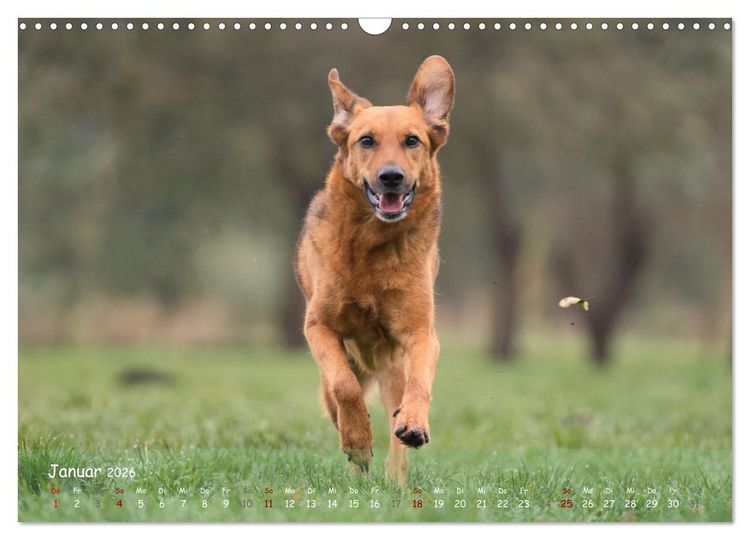 Produktbild: Fr&ouml;hliche Hunde (Wandkalender 2026 DIN A3 quer), CALVENDO Monatskalender