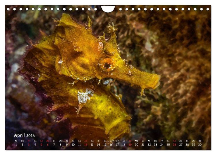 Produktbild: Hippocampus oder einfach nur Seepferdchen (Wandkalender 2026 DIN A4 quer), CALVENDO Monatskalender