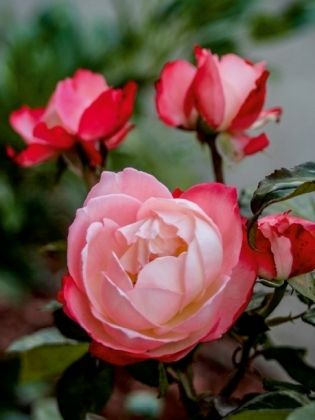 Produktbild: CALVENDO Puzzle Ein Motiv aus dem Kalender Zauberhafte Rosen | 1000 Teile Lege-Gr&ouml;&szlig;e 64x48cm Foto-Puzzle f&uuml;r gl&uuml;ckliche Stunden