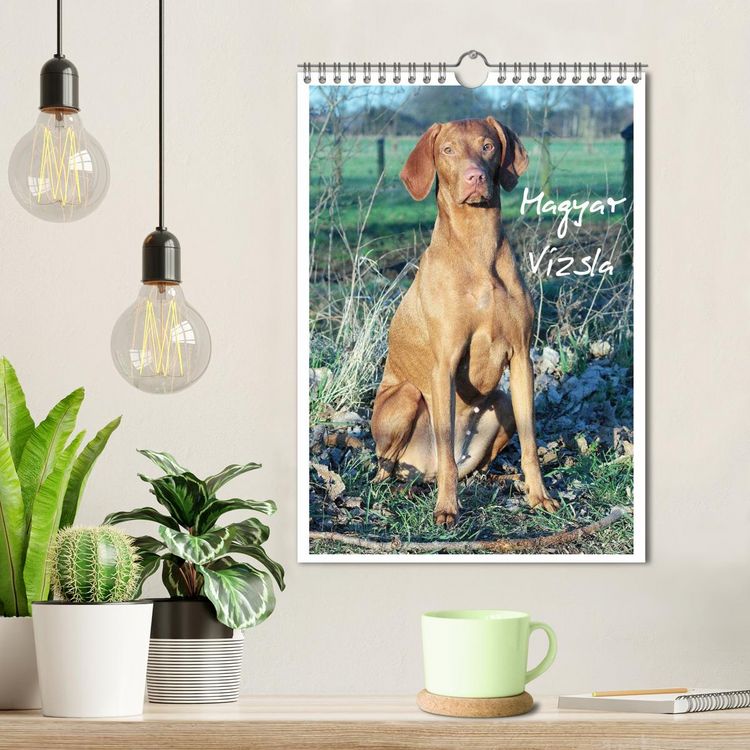 Produktbild: Magyar Vizsla (Wandkalender 2026 DIN A4 hoch), CALVENDO Monatskalender